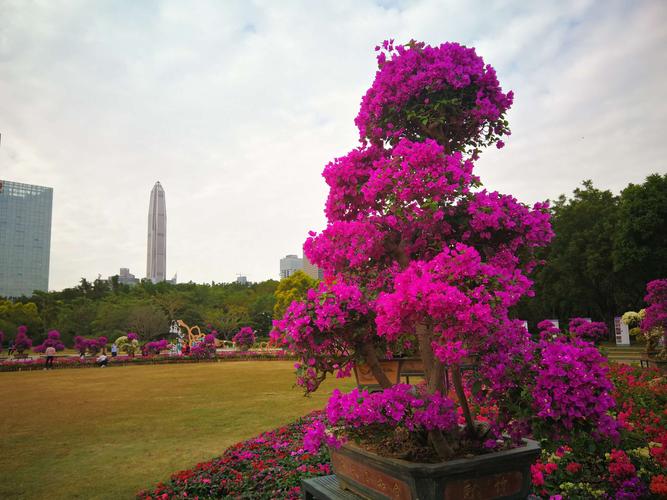 深圳市花:簕杜鹃.