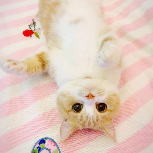 〔猫〕波比