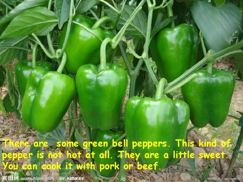 green pepper and red pepper(辣椒的分类)