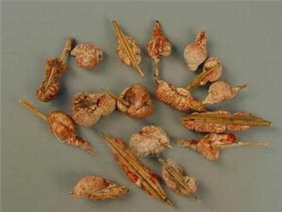 中药天竺黄 天竺黄有什么功效