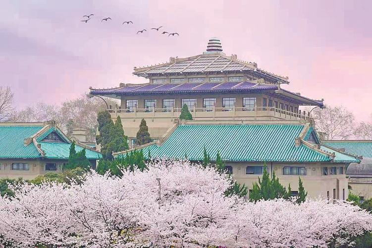 樱花盛开,武汉大学履约 为抗疫医护开放赏樱专场