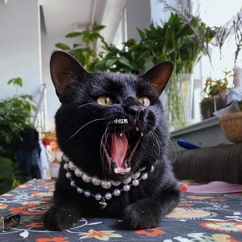打哈欠也凶凶的小黑_猫_动物_猫_晒猫