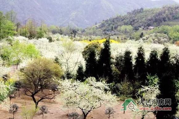 赏李花季开启 第五届大邑县雾山乡李花节今日在大坪山