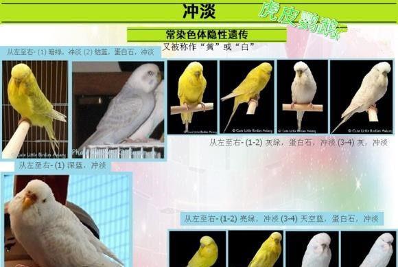 一只亮翅虎皮鹦鹉颜色最深的胸部和尾部的体色都有相等的高至10%的