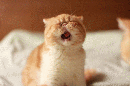 猫咪gif哈欠gif好困gif可爱gif