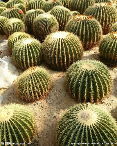 仙人球图片
