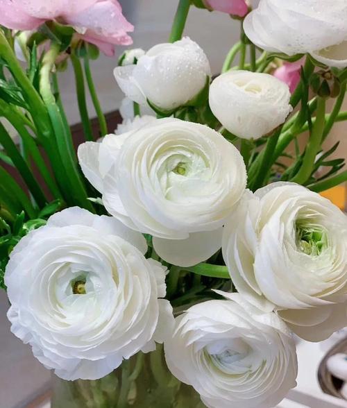 冬季牡丹花毛茛粉色白色黄色红色花型鲜花速递(同城)