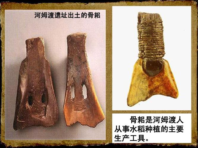 河姆渡遗址出土的骨耜 骨耜是河姆渡人 从事水稻种植的主要 生产工具