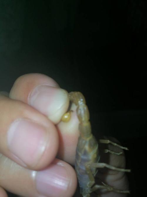 小孩子被蝎子蛰了有事吗