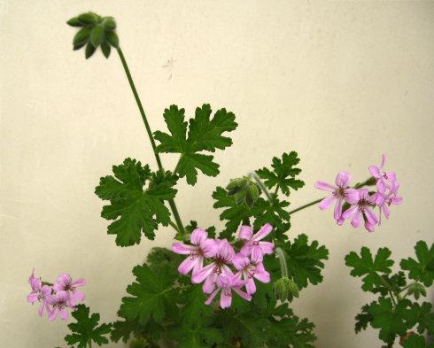 菊叶天竺葵的花朵在二零一零