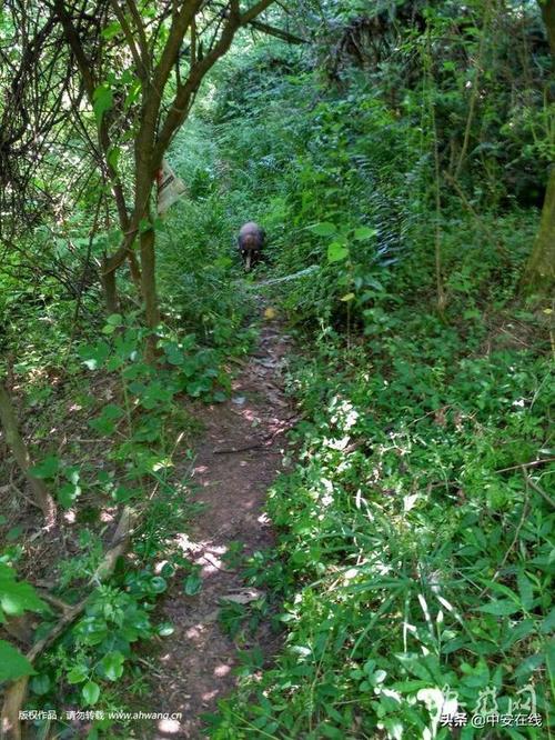 游览道士山半路遇见獾 专家:鲁迅笔下的猹就是它