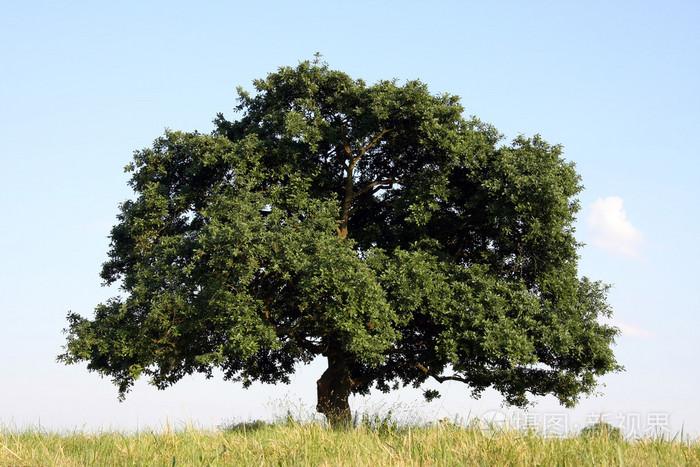 橡木树
