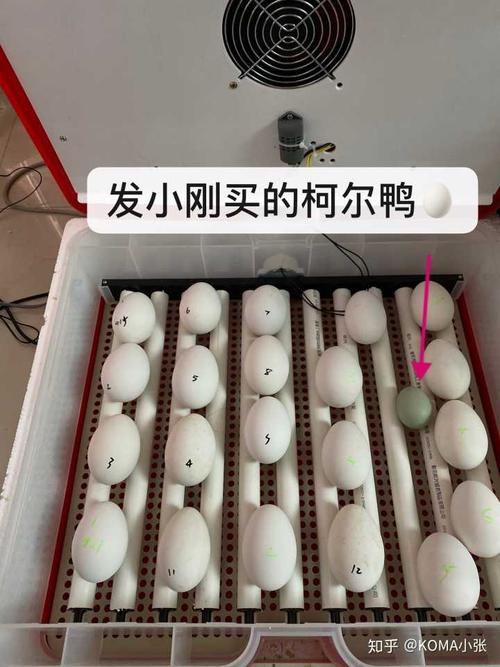 她又花800块钱买了一个柯尔鸭蛋.信誓旦旦和我说一定能孵出来.