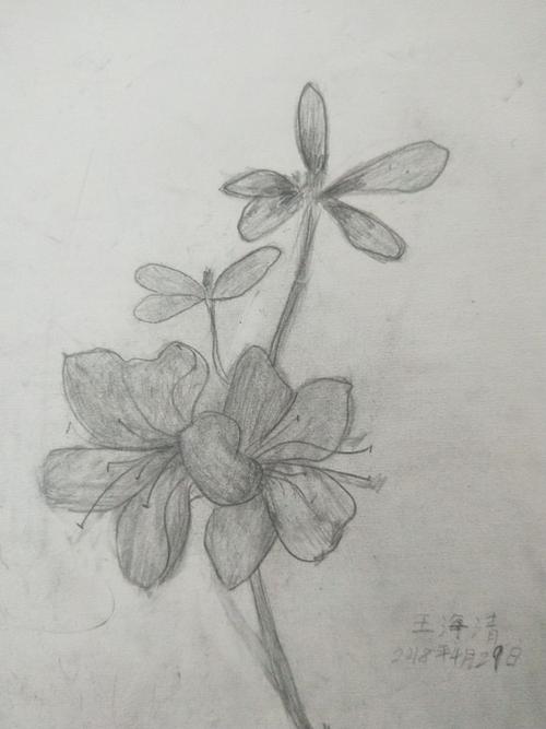 其它 业堂画室造型部 转型组第八周作业 花卉铅笔画  素描铅笔画的