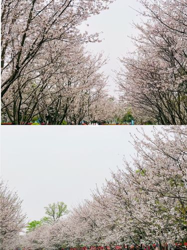 金华樱花公园国际友城公园