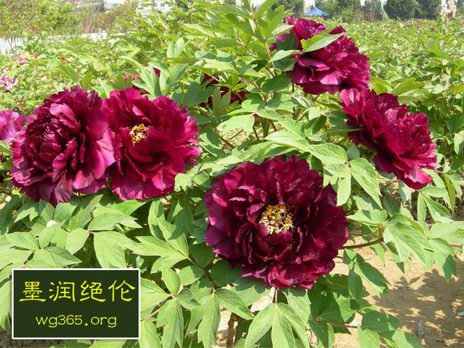 墨润绝伦13年牡丹苗批发价格品种图片大全