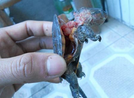 乌龟没了鬼壳会死吗?