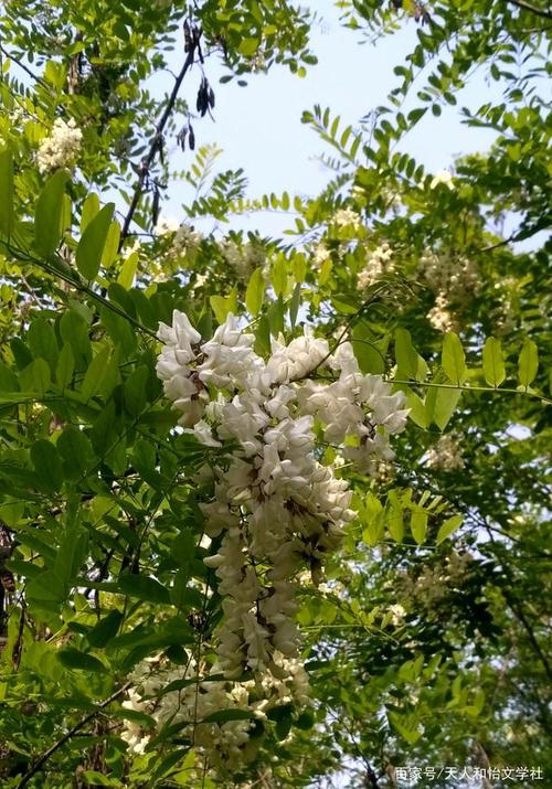 槐花:春末夏初,槐花盛开.