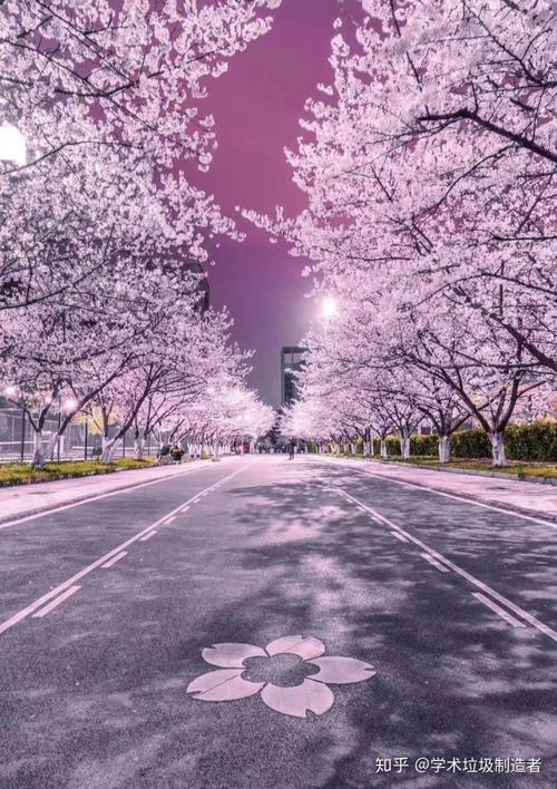 最后附上樱花大道的美照 学弟学妹们快来快来!