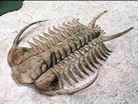 活三叶虫简笔画