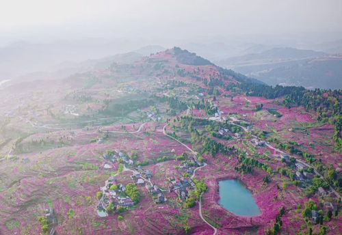 本周,龙泉山桃花进入盛花期,快约起走!(内附最佳赏花路线)