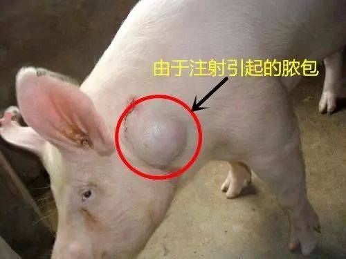 如果由于在脖子肌肉注射的时候没有保定好猪打飞针等情况,针头注射到