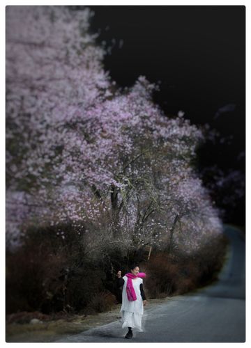朔风吹散三更雪,倩魂犹恋桃花月
