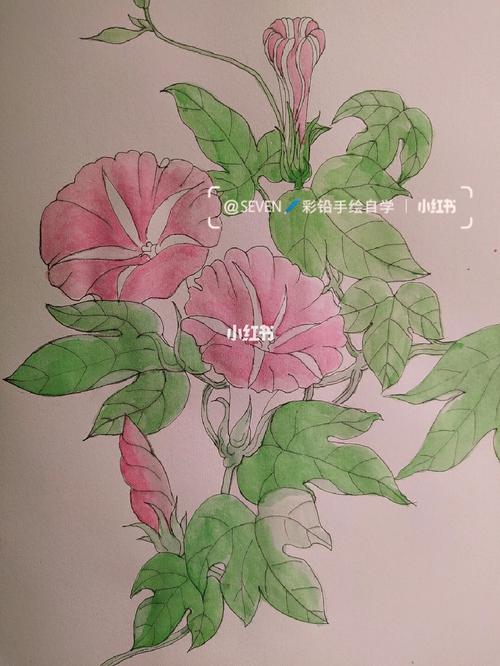 水彩 彩铅:喇叭花_彩铅_水彩_画画_水彩画_美术_文化