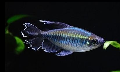 【逞虎】刚果美人鱼.灯鱼.活体观赏鱼,南美淡水鱼,群游好皮实