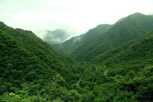 在线访谈与您摆谈贵州森林资源效益