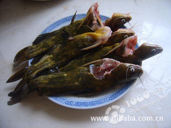 汪丫鱼-来自升金湖自然保护区