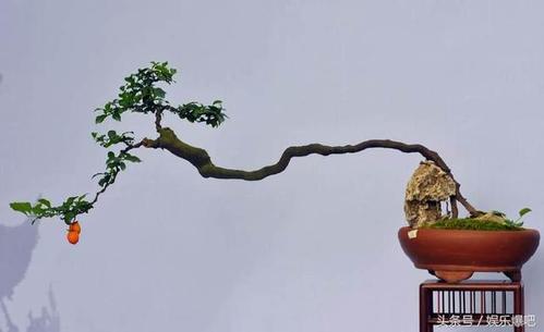 为我国西南地区的经济,川派盆景是以四川省名来命名的盆景艺术流派