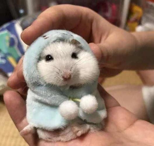 冬季如何养仓鼠-宠物饲养