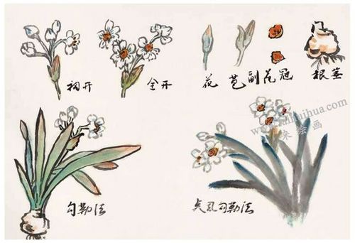 水仙花的写意画法技法图谱