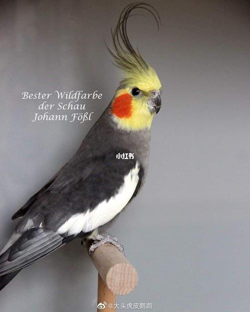 我心中最帅的原始灰玄凤_鹦鹉_手机_玄凤鹦鹉_宠物