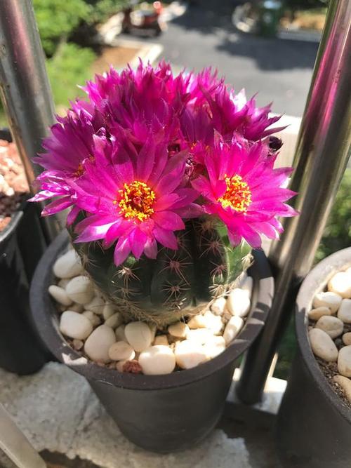 会开花的仙人球,一年开好几次,花色美丽,很好养活,是盆栽佳品