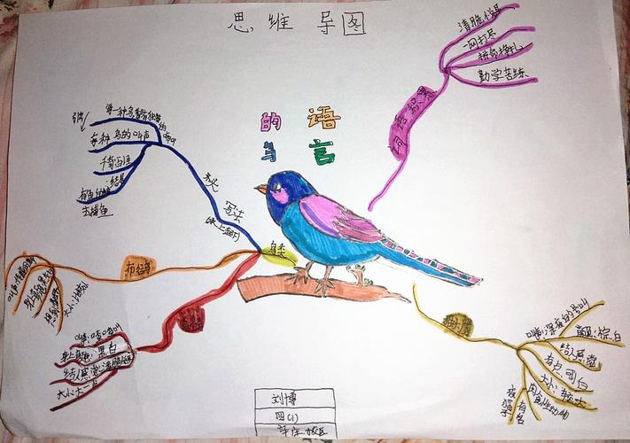 四(1)班刘博同学用思维导图做了《鸟的语言》阅读,图文并茂