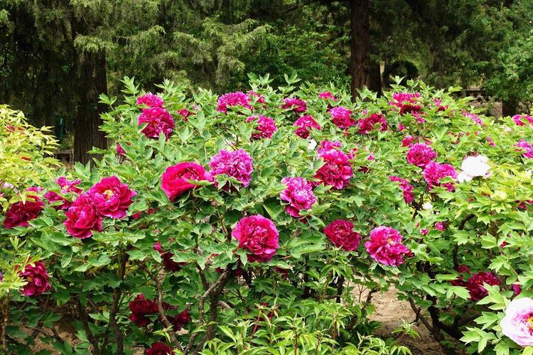 景山公园--北京最大的牡丹园