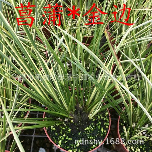 菖蒲 金边菖蒲批发 随手香水培绿 菖蒲带盆产地直销