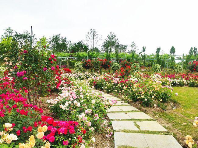 五一,这个无锡人的"后花园"美爆啦!|九龙湾|月季花