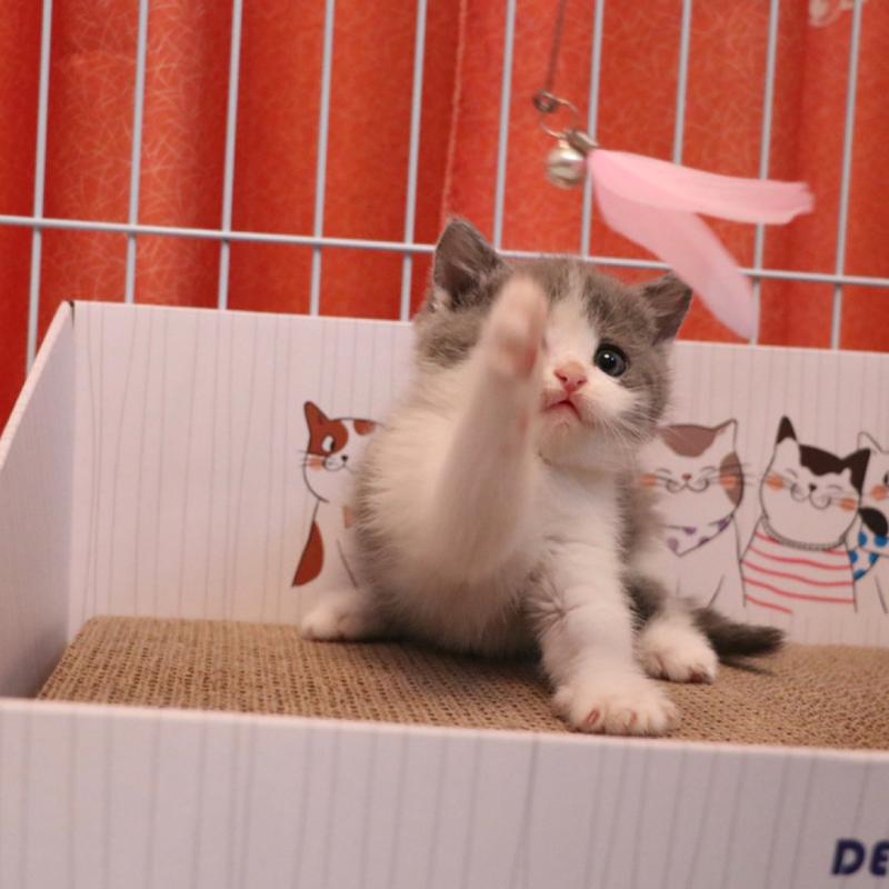 蓝白英国短毛猫