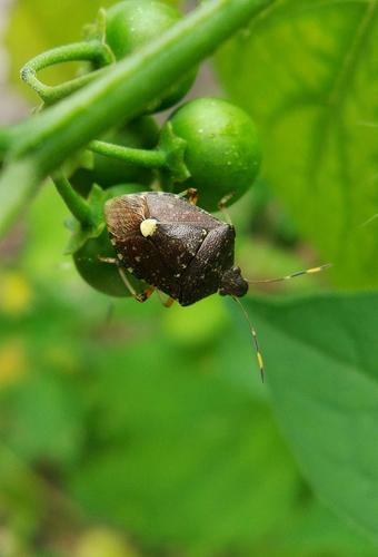 北方辉蝽(不确定)