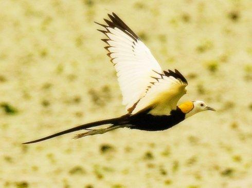 猎奇长尾鸟雀之五