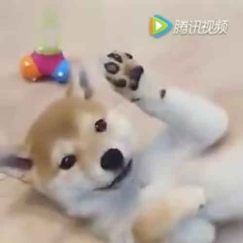 一只喜欢把爪子举起来的柴犬 上辈子一定是一只招财猫