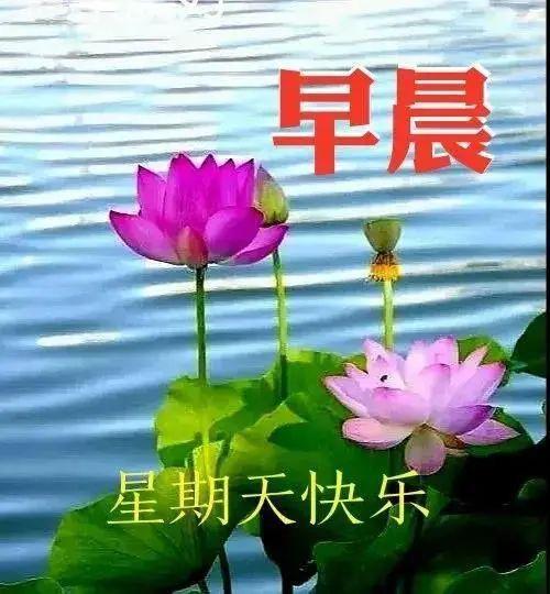 早上好漂亮的周末早安美图,祝大家星期天快乐!