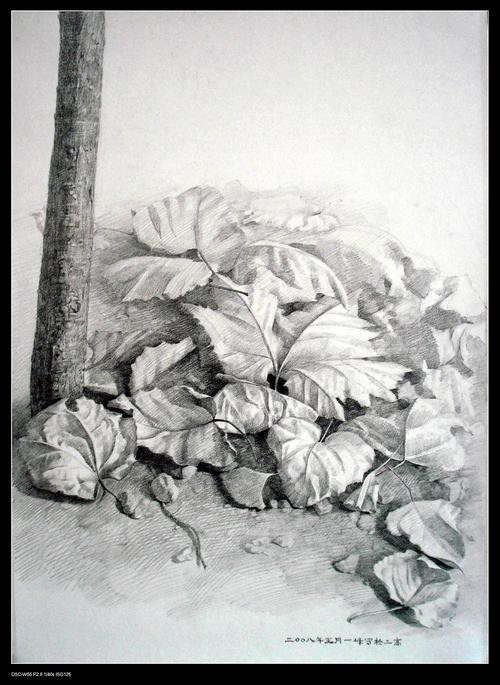叶落归根 - 素描 - 相册 - l一峰 - 雅昌博客频道
