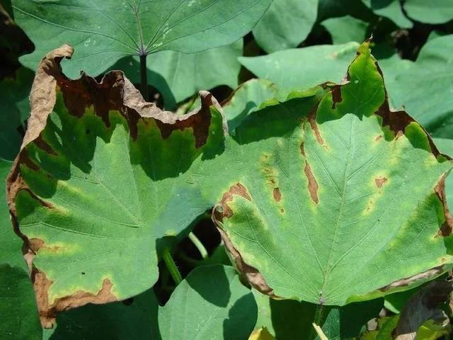 看图识病 | 红薯的常见病害,能不能逃过你的火眼金睛?