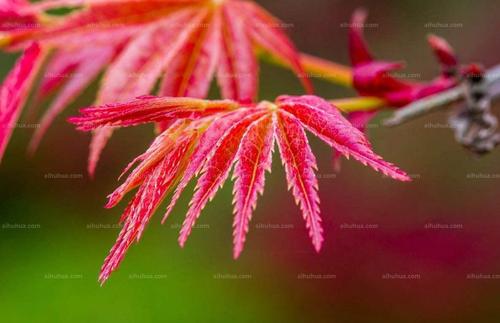 红枫图片