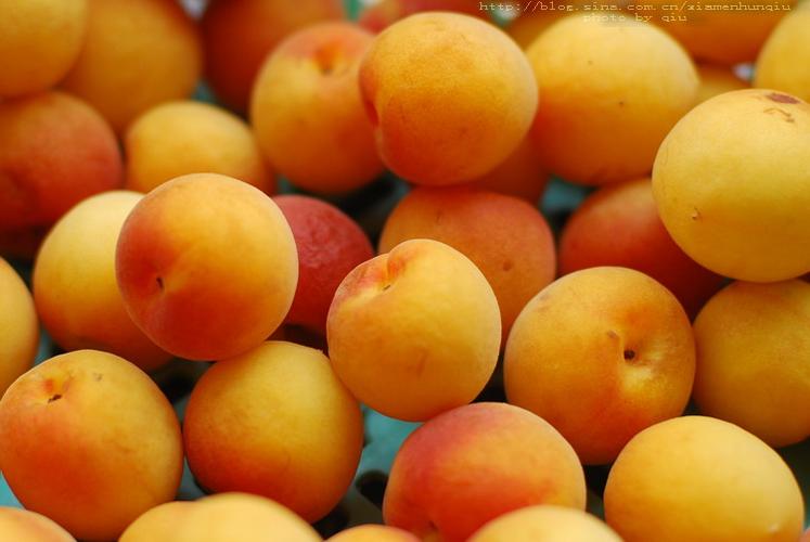 标题:散片-梅子(微距)