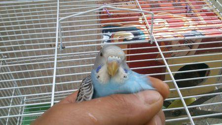 虎皮鹦鹉怎样分公母附图